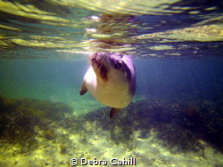 Swimming with sea loins Baird Bay South Australia by Debra Cahill 